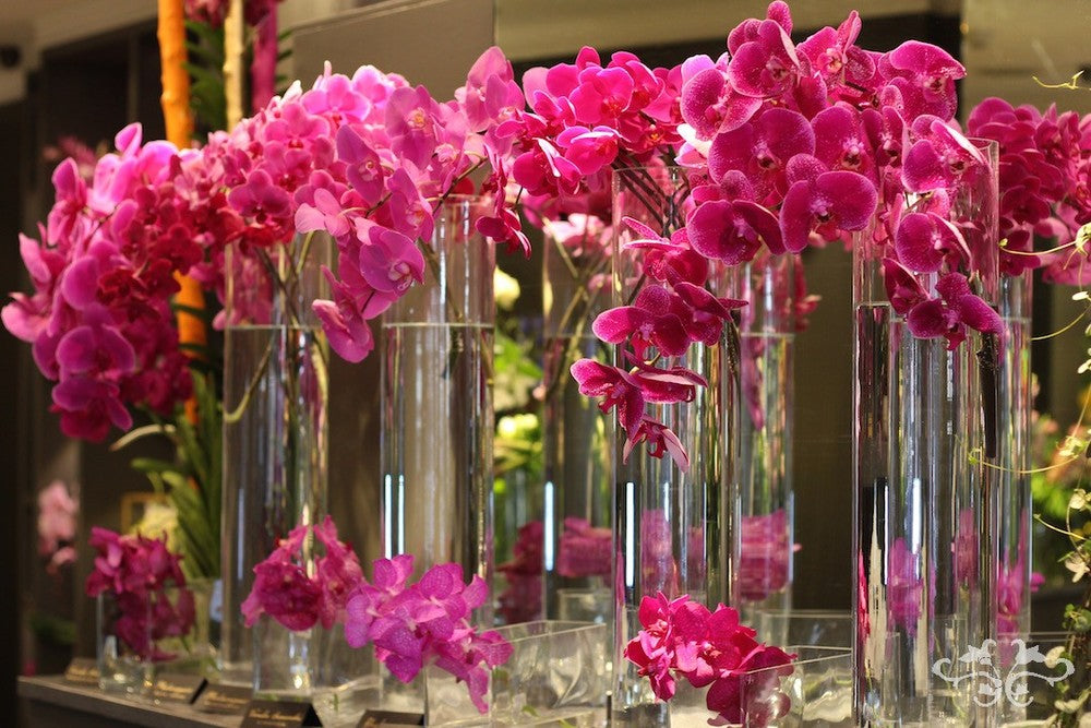 Each Vanda and Phalaenopsis plant was named for guests to see.