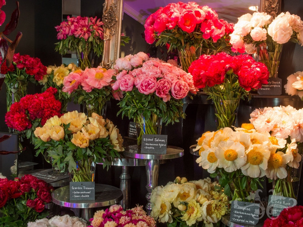 Wide range of Intersectional and Herbaceous Hybrid Peonies at The Flower Loungs. Photography: John Nassari