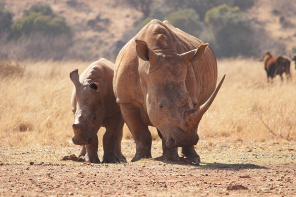 rhinoceros tourism