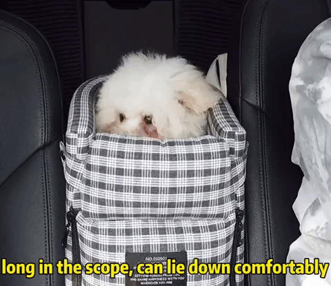 Armrest Pet Safety Seat by Bloomcar – TheBloomCar™