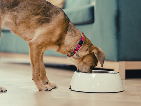 Benefits Of Creating A Routine For Your Dog - create a feeding routine for your dog
