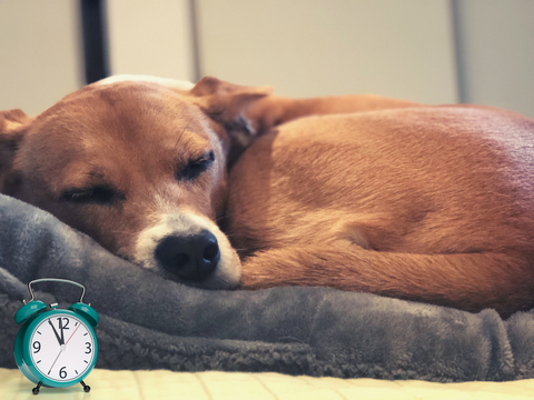 Benefits Of Creating A Routine For Your Dog - creating a sleep routine