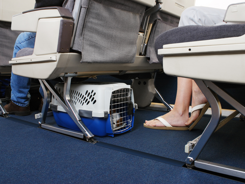 How to Travel with Your Dog on a Plane