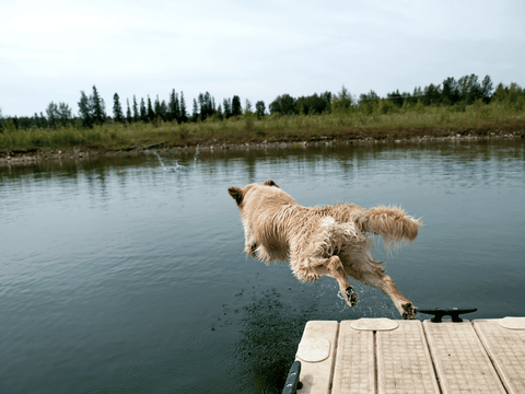 Tips On Ensuring Swimming Safety For Your Dogs - dog swimming in lake