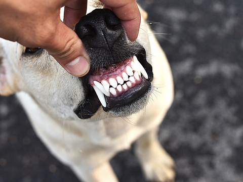 dog dental hygiene: 6 ways to keep your dog's teeth clean. how to brush your dog's teeth