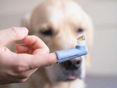 cleaning your dog's teeth is crucial to their health. how to keep your dog's teeth clean.