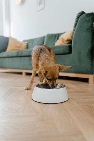 What are the Right Foods to Feed Your Dog