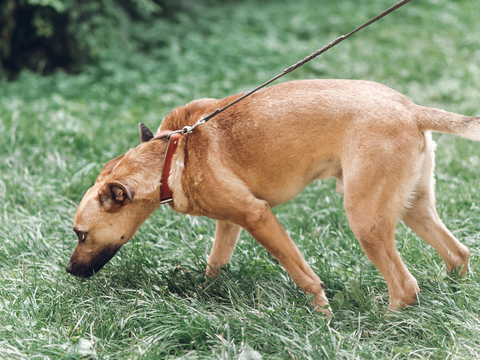 Why you should like your dog sniff on walks