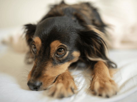 how to help a dog suffering from anxiety or separation anxiety