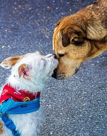 importance of socialization for dogs