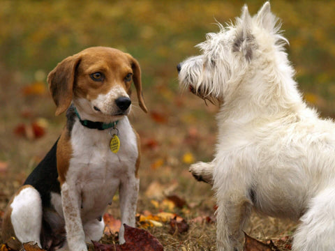 dog socialization: small dogs socializing