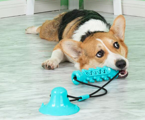 Silicon Pet Dog Toys Suction Cup  Dog Toys Interactive Suction