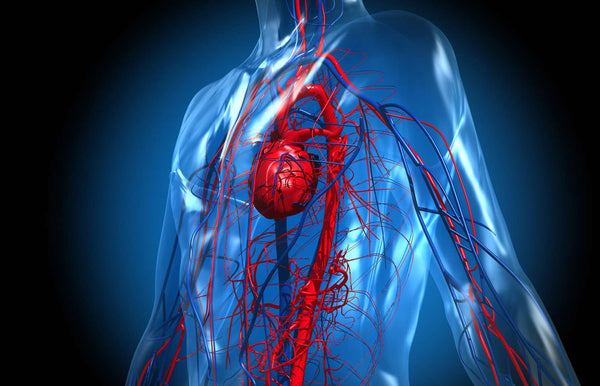 Širdžiai ir kraujagyslėms maisto papildai Sveikata1.lt