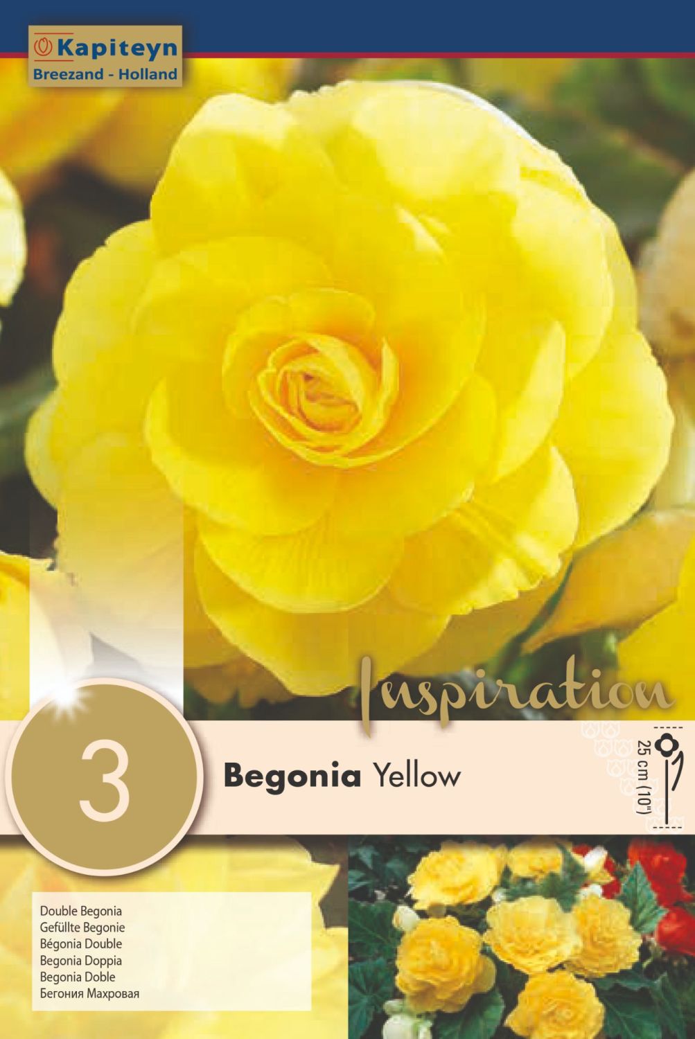 Begonia Double Yellow 5-6 – The Pavilion