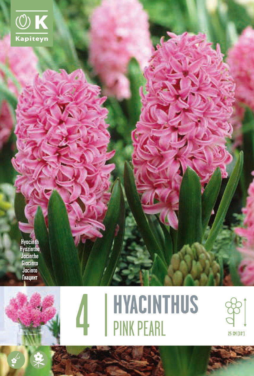 Hyacinthus Pink Pearl 16/17 – The Pavilion