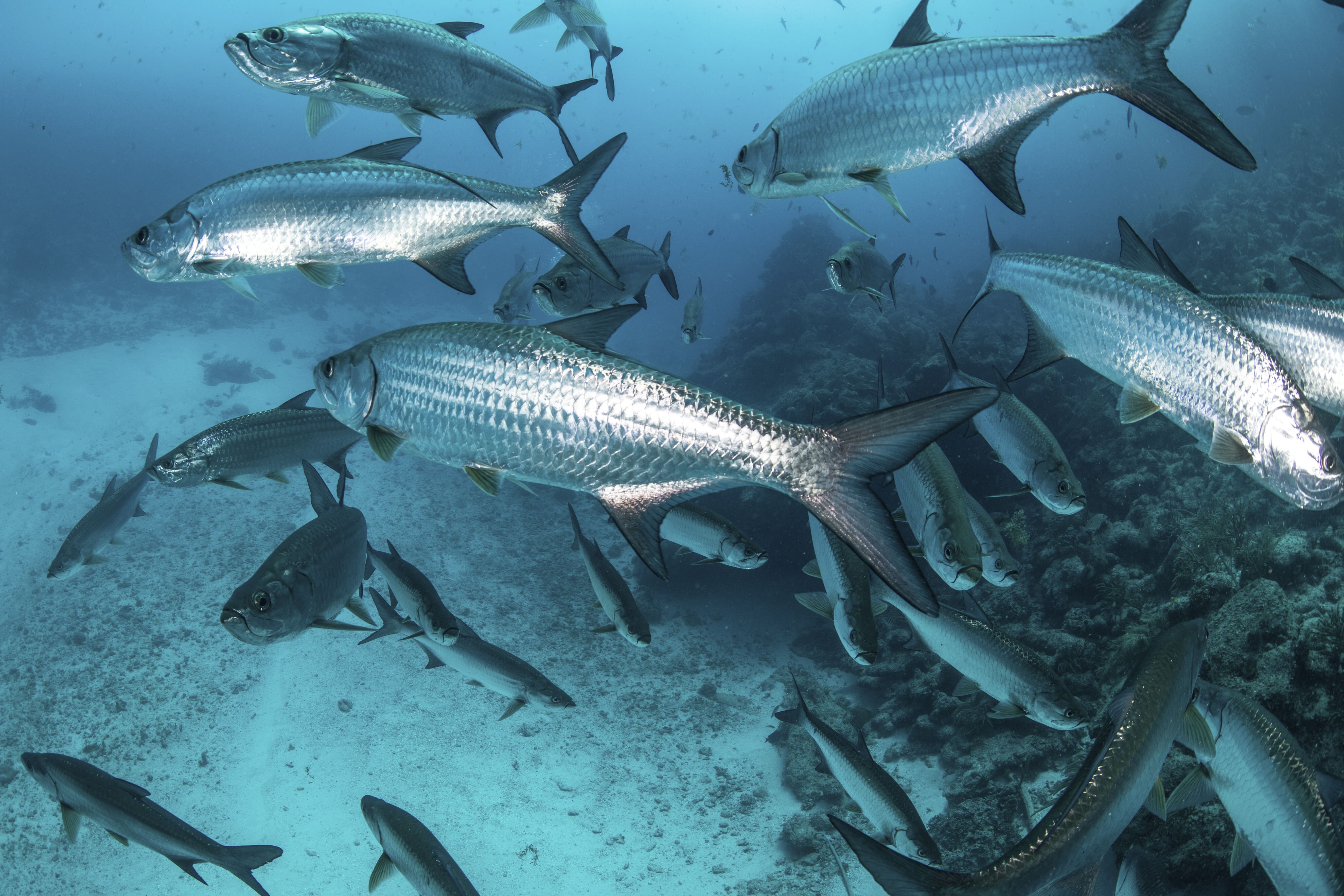 Mullet fish