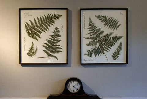 Ferns Collection