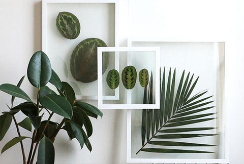 Plants in custom frames