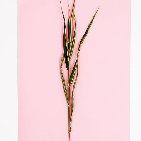 Planteplakat i minimalistisk stil