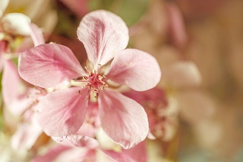 Slika rožnatega cveta