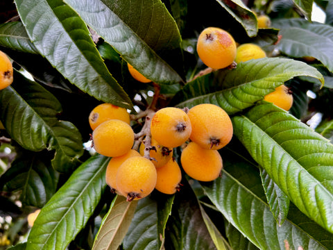 Loquat leaf, manifesting, Taurus season, throat chakra 