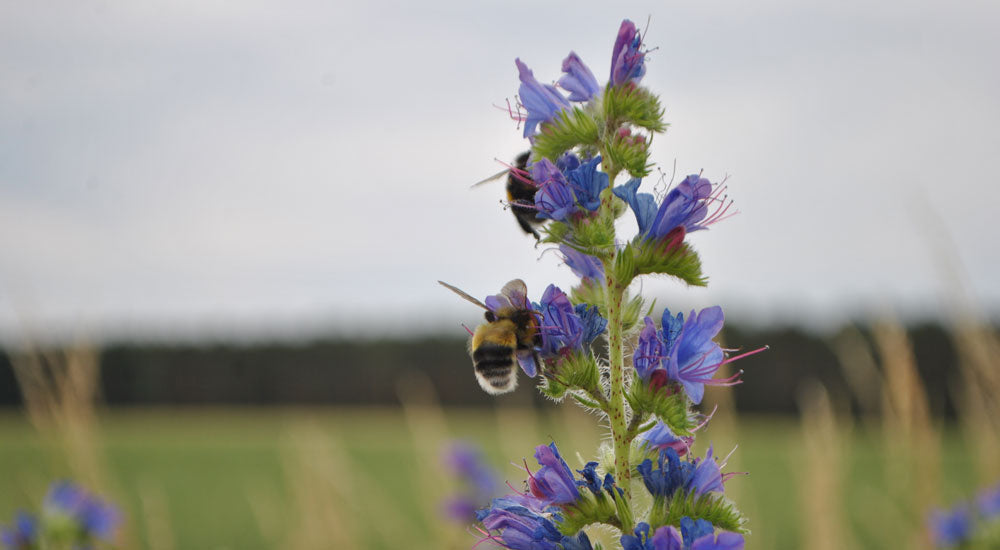 bienen auf blueten