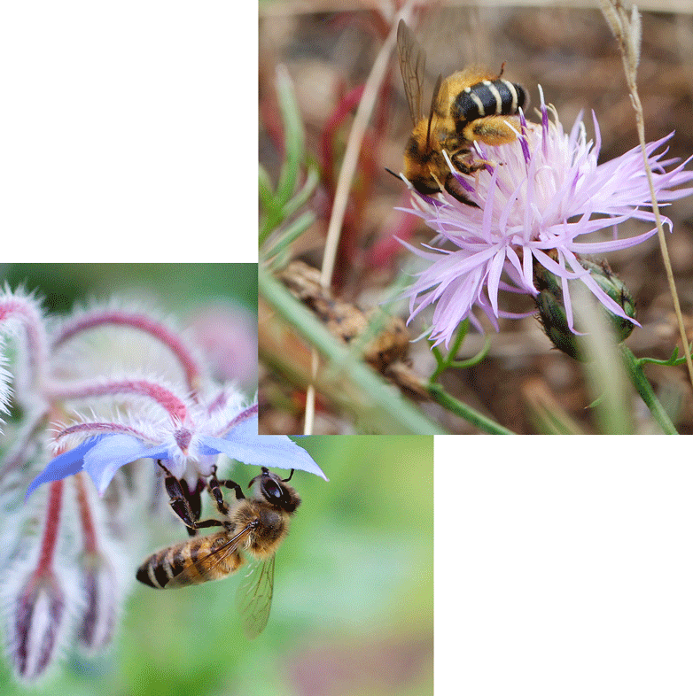 bienen auf blueten