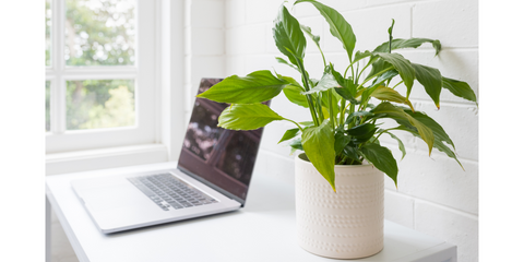 Office plant - The Secret to the Perfect Employee Appreciation Gift