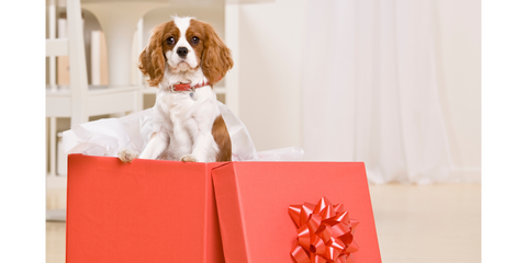 Tis The Season to Give Wisely - Pets as presents are another tricky territory.