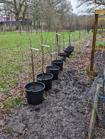 Fruit trees grown using Kingston Tools 30L container pots