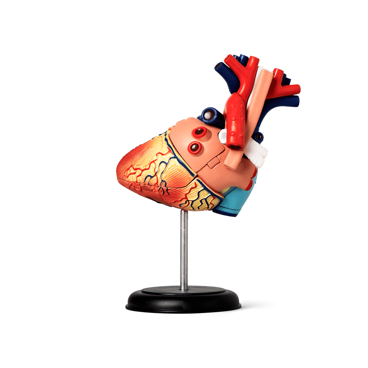 3D anatomic model. Heart €15| Flying Tiger Copenhagen