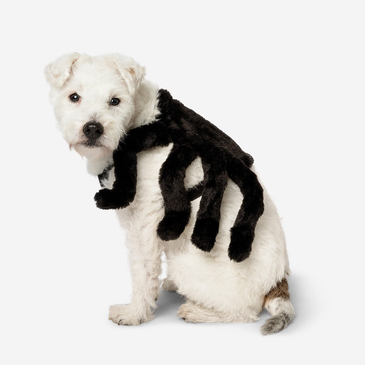 Image of Costume. For pets