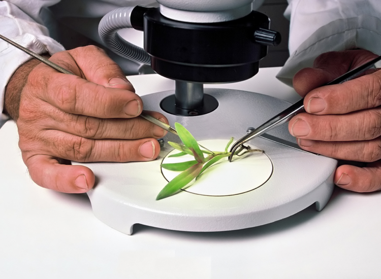 person examining a plant with a stereo microscope