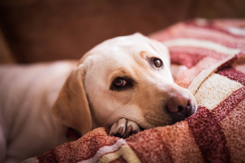 can benadryl cause ulcers in dogs