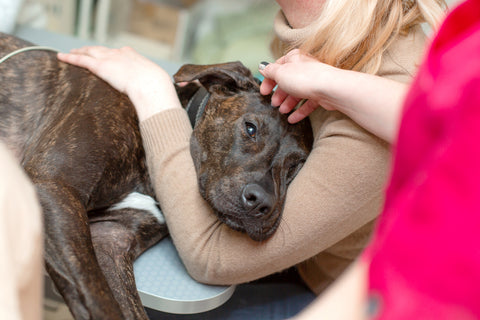 dog sick with valley fever in Arizona