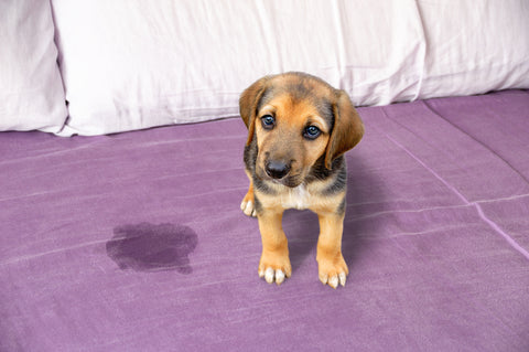 dog peeing on bed 