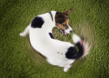 Dog having a seizure running in circles 