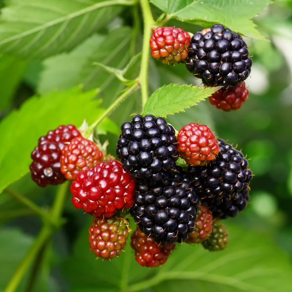 Fruit – Hexhamshire Organics