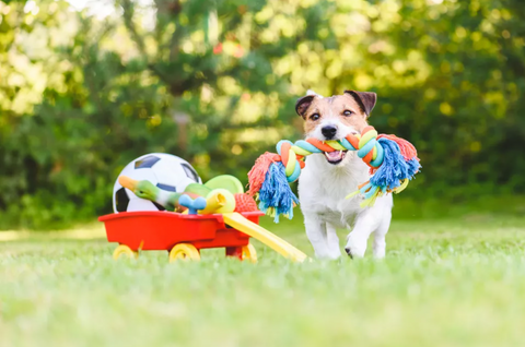 Dog with Toys