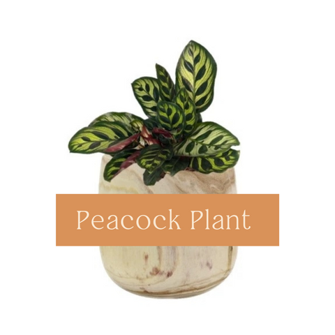 Peacock Plant Care
