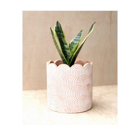 Snake Plant / Mother In Law's Tongue / Sansevieria Indoor Plant in Arco Cement Plant Pot
