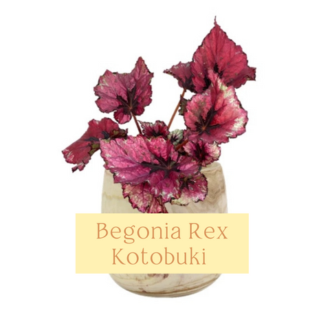 Begonia Rex Kotobuki Care