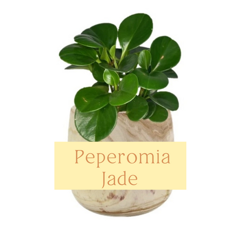 Peperomia Jade Indoor Plant Care Guide