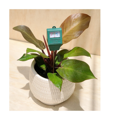 Philodendron McColleys Indoor Plant, Perle Ceramic Pot & Moisture Meter