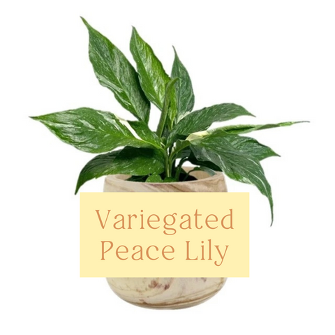 Variegated Peace Lily Domino Indoor Plant Care Guide
