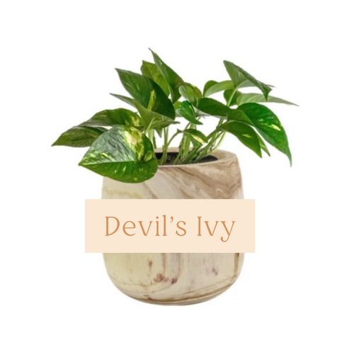 Devil's Ivy (Pothos) Indoor Plant Care Guide