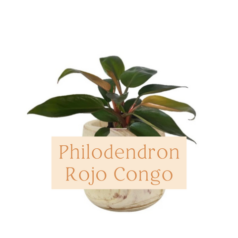 Philodendron Rojo Congo Care