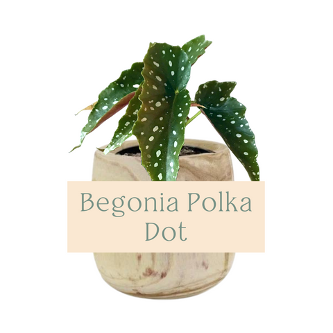 Begonia Polka Dot Indoor Plant Care