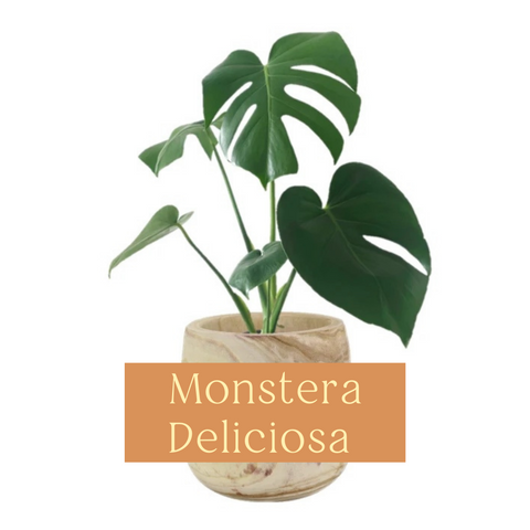 Monstera Deliciosa Indoor Plant Care Guide