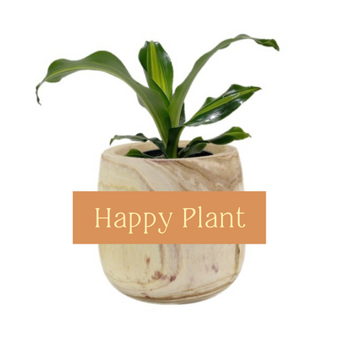 Happy Plant Indoor Plant Care Guide